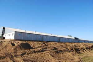 BERTHELOT CHARPENTES PORCHERIE GESTANTE